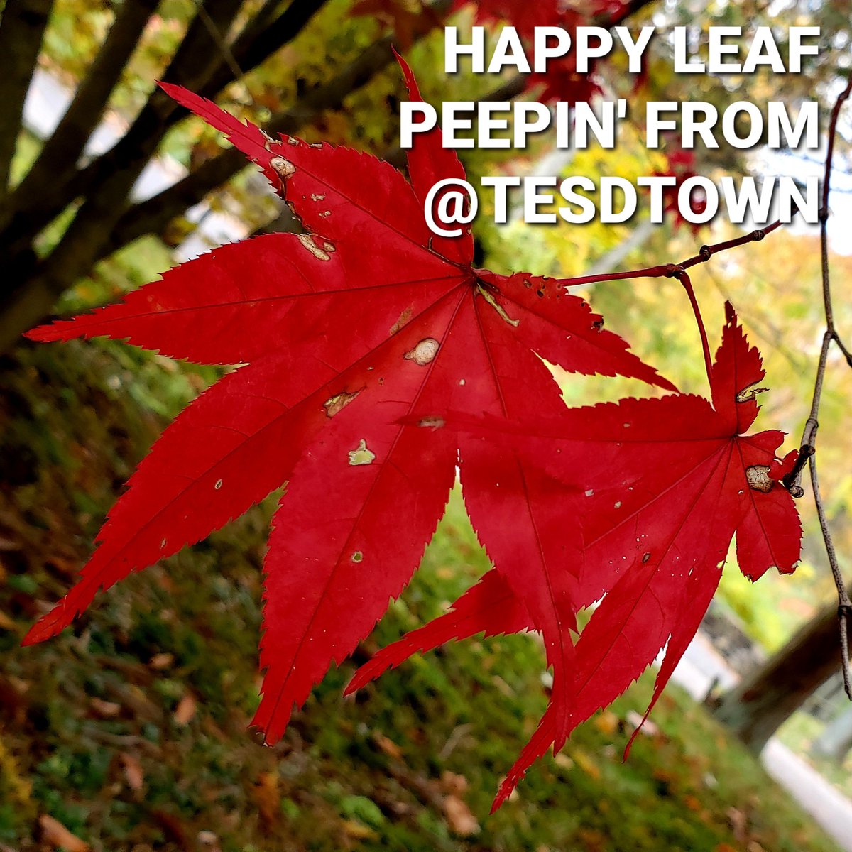 Tesdtown's tweet photo. Have you done any leaf peepin'?!?πππ³
#tesd #leafpeeping #leafpeepin #leaves #leafs #sleepyhallow #fall https://t.co/c2OTpIIo8G