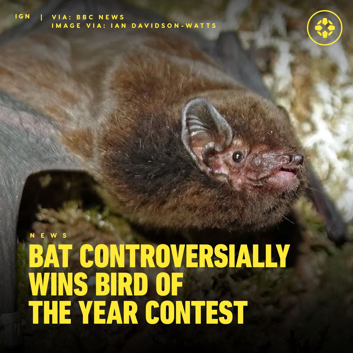 IGN's tweet photo. The long-tailed bat has been declared the winner of New Zealand's Bird of the Year contest after an online vote. The "pekapeka-tou-roa" is the first mammal and first non-bird winner in contest history. https://t.co/PNsfBtfiIV