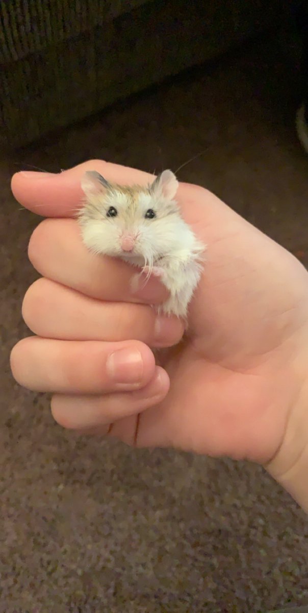 tinyy_og's tweet photo. RIP to the best little crackhead there was❤️ enjoy running on the wheel in hamster heaven https://t.co/y3Pxsd7SLy