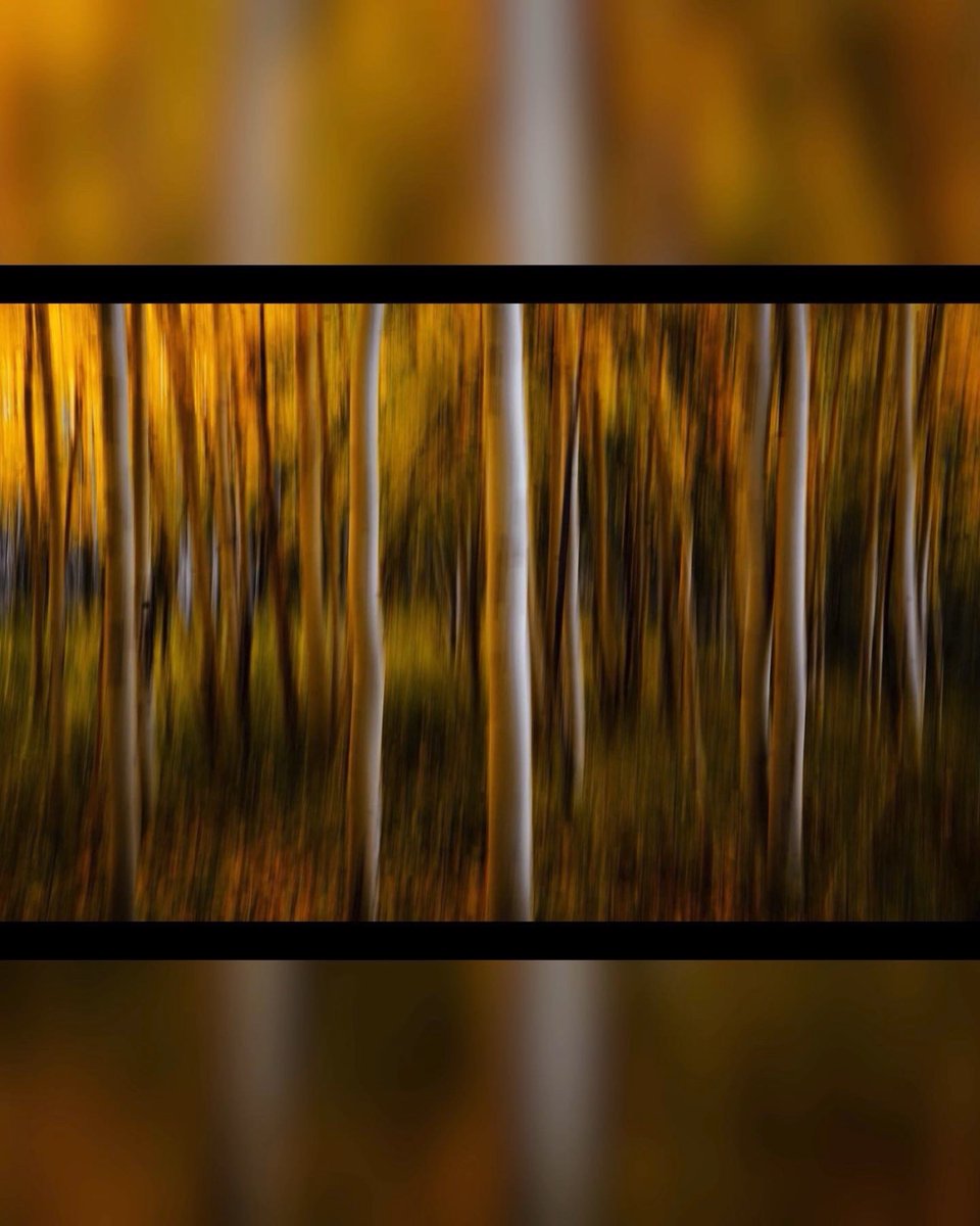 Good evening Twitter! Some abstract aspens for ya 🌲