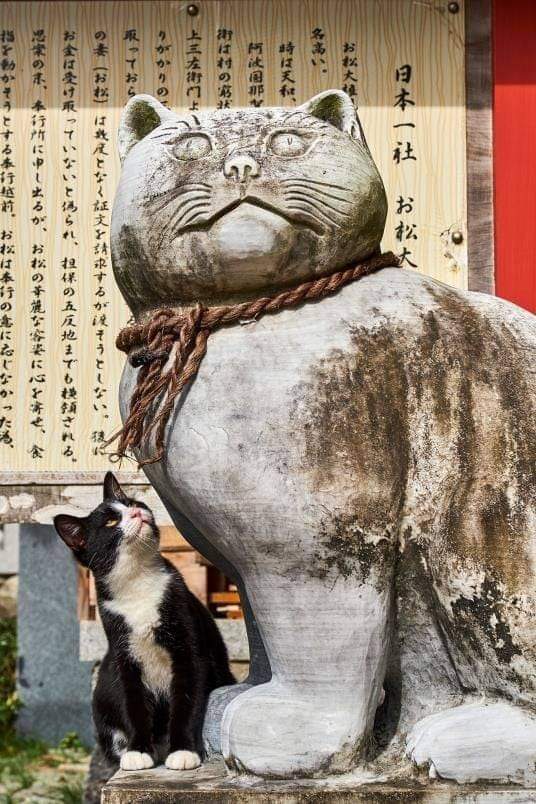 archeohistories's tweet photo. In Japan, people are especially kind to cats, who even have a “special relationship” with fishermen, Tuul says. Animals are thought to bring good luck, and there are temples where people can worship them. The country is home to nearly a dozen “cat islands.”

#archaeohistories https://t.co/KAH5e8xWU4