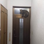 玄関で猫が浮遊しているw何故どのようにここにたどり着いた!