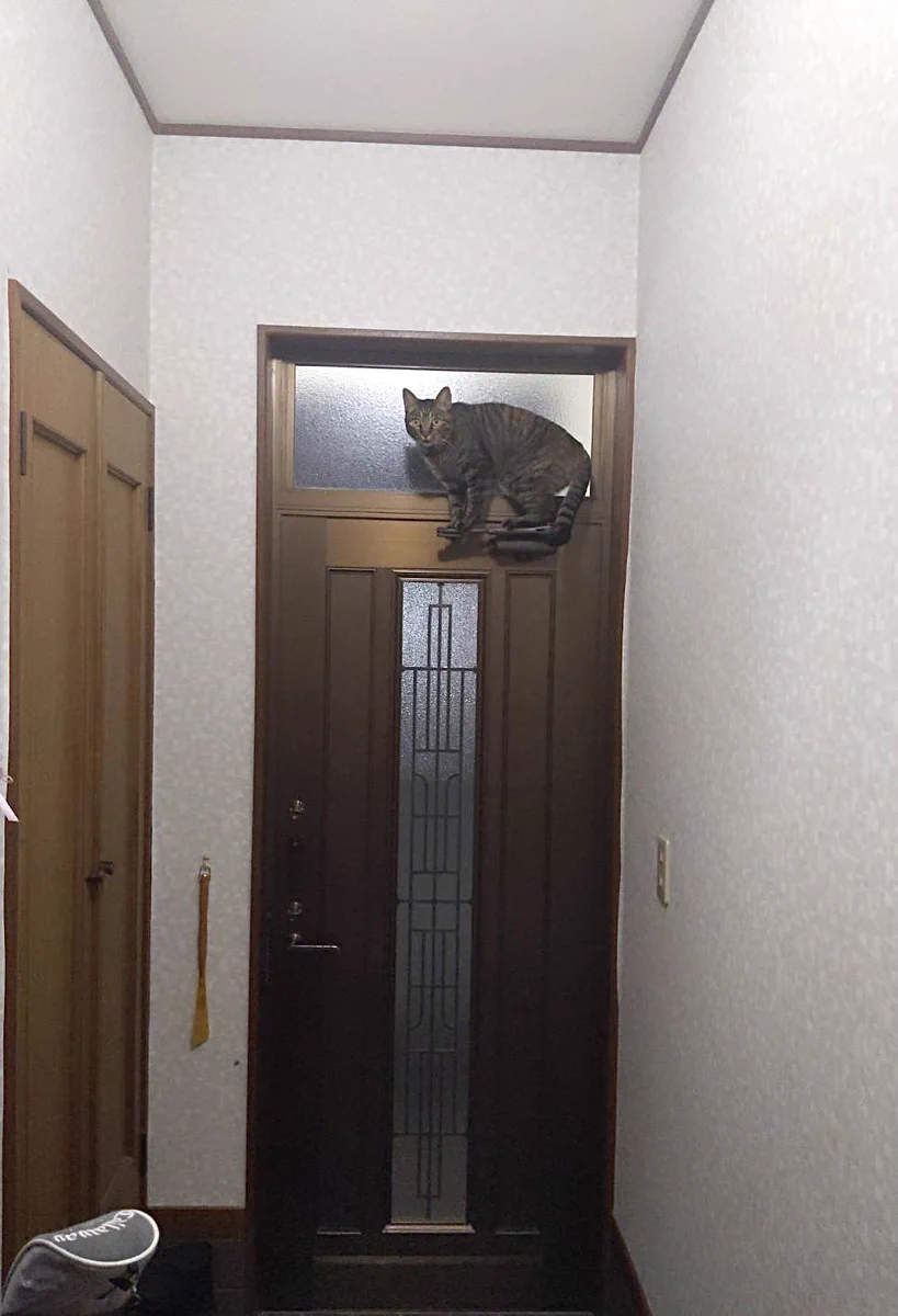 玄関で猫が浮遊しているw何故どのようにここにたどり着いたwww