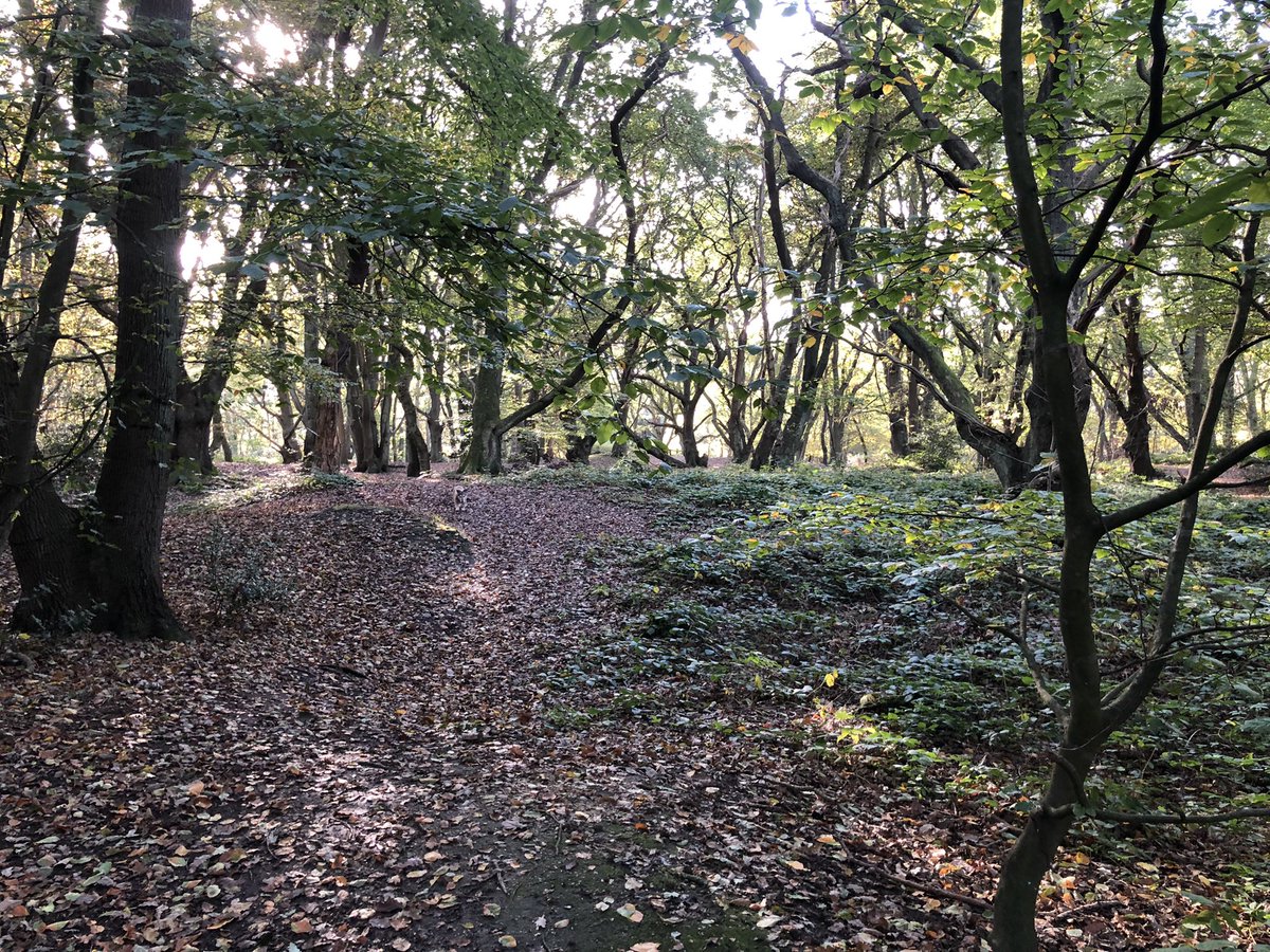 tipsy1997's tweet photo. This is Wildwood, Hampstead Heath. An absurd scheme of 40-70 licences for dog walkers has emptied the park.A person with four dogs can’t walk with another with dogs!It is in the ULEZ zone.More van trips, more emissions.Less exercise for dogs. I can’t walk my six dogs anymore😢 https://t.co/LoK7lOCJzp