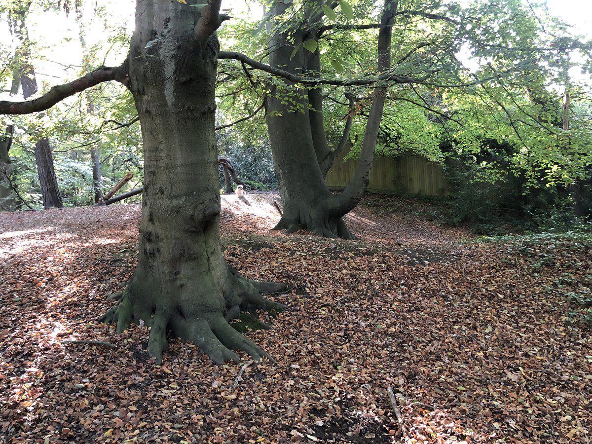 tipsy1997's tweet photo. This is Wildwood, Hampstead Heath. An absurd scheme of 40-70 licences for dog walkers has emptied the park.A person with four dogs can’t walk with another with dogs!It is in the ULEZ zone.More van trips, more emissions.Less exercise for dogs. I can’t walk my six dogs anymore😢 https://t.co/LoK7lOCJzp