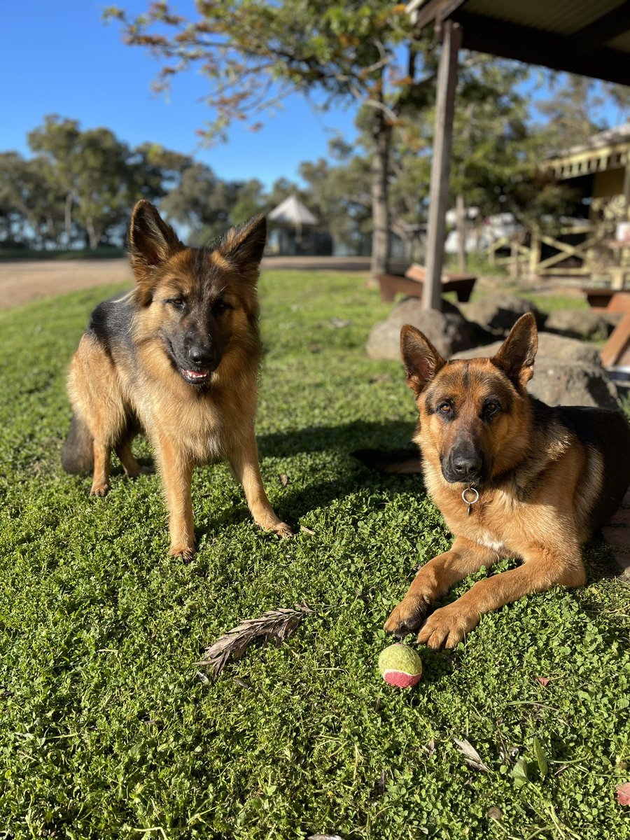 GsdRhana's tweet photo. Eyes on the prize, Dino!! Rhanaโs after the ball ๐๐๐พ๐ถ๐
#Spring #GSD #bestfriends #dogs #beautiful #dogsoftwitter #gottabequick https://t.co/172qZEH3kx