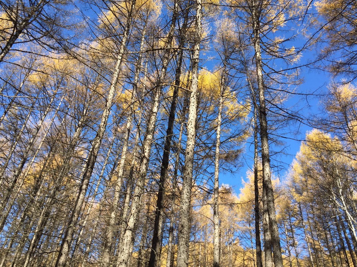 99Jc99's tweet photo. By planting more and more trees in the edge of the desert, there's almost none sandstorms in recent years in my town. 
Plant Tree Millions More, it matters!

#PTTG

 #TreeMillions #NFTrees https://t.co/8M7gIftibP