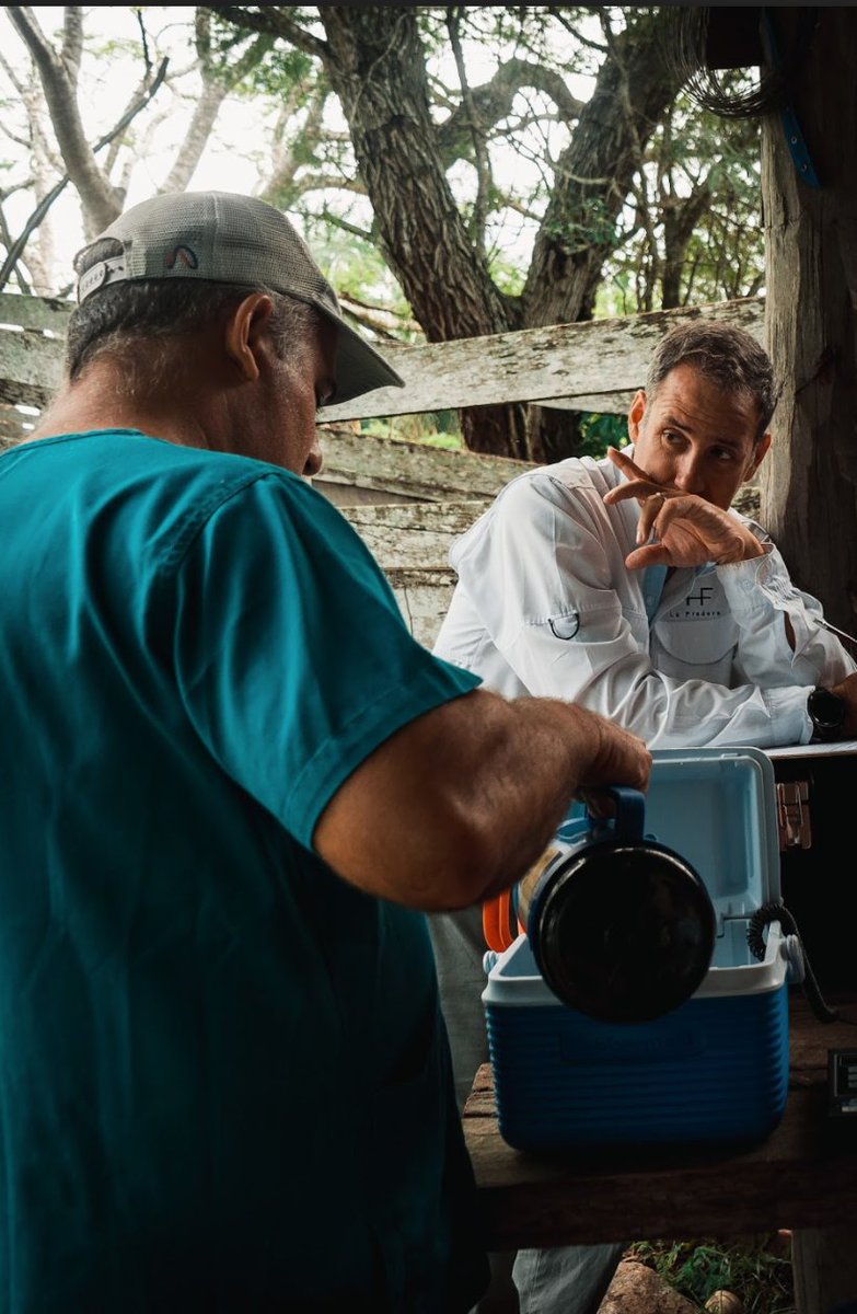 Pictured is our expert veterinarian, Pablo Diaz Saubidet working alongside a team member at La Pradera ranch in the process of Brangus Embryo Transfer  in conjunction with Tres Cruces (leading producer of Brangus in Argentina) - December 2020. 

#BrangusCalf #Futurefinance