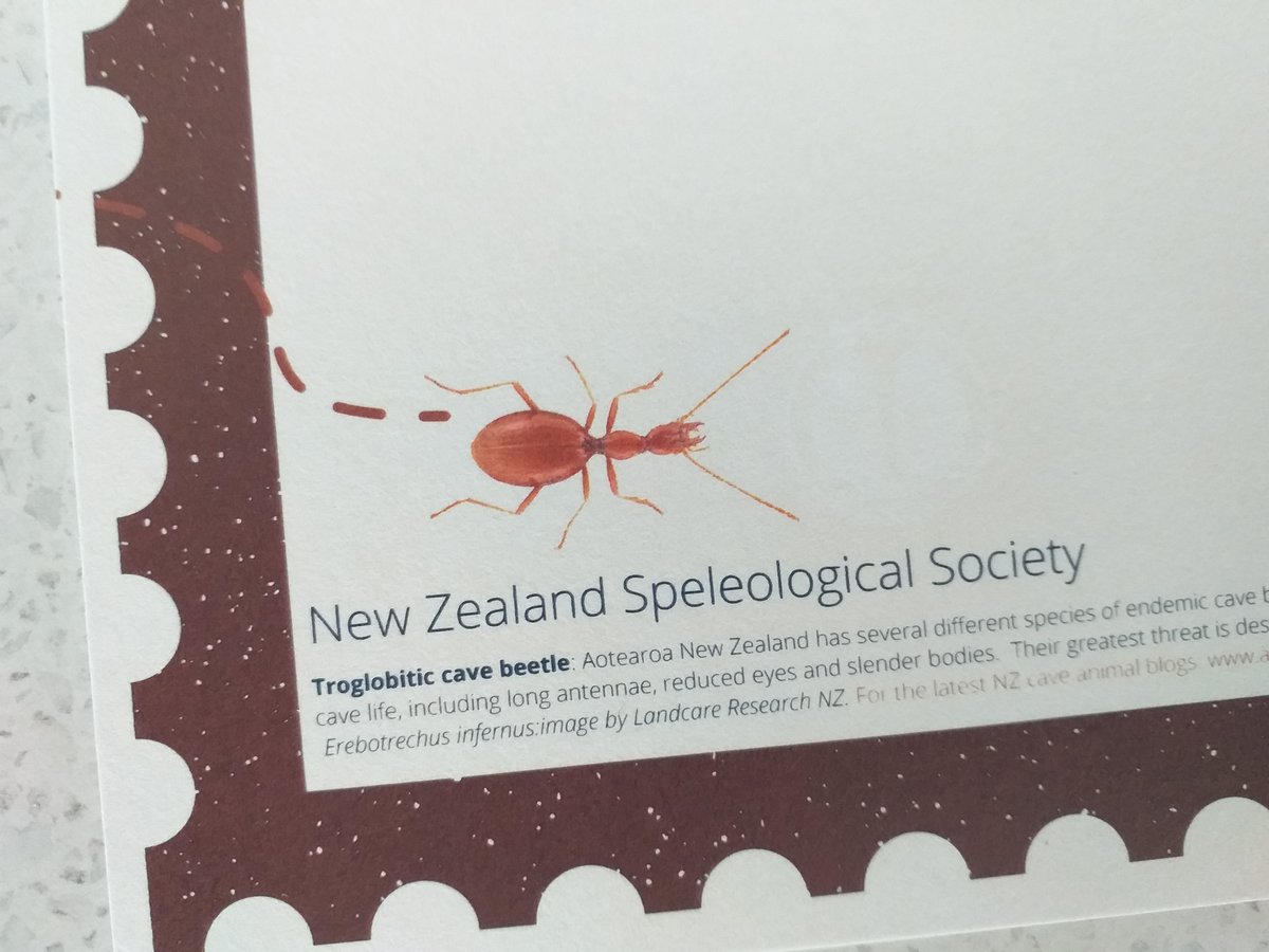 Our postcards celebrating #iyck2021 and #cavebeetles are out now 😍🥳🥳
PM me if you would like one posted out 🐞#nzss