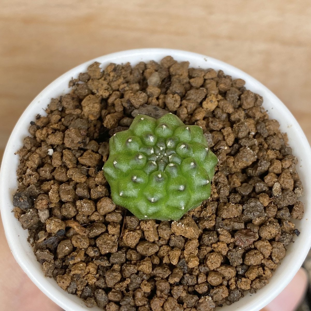 CactusDoubleK's tweet photo. จิ๋วแต่แจ๋ววววว 🌵🌵
#แคคตัส #ยิมโน #cactus #ไม้ประดับไม้ตกแต่ง #ราคาถ��ก #ของตกแต่งห้อง #ต้นไม้ด่าง #ต้นไม้ #คริส #แคคตัสคริส https://t.co/3lbP3FSLh0