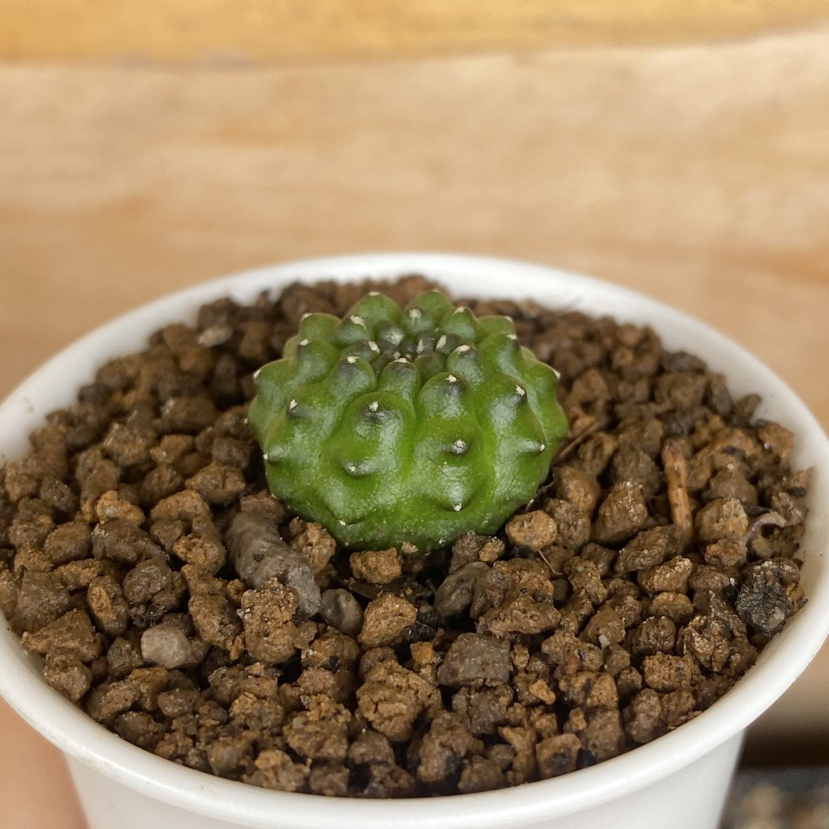 CactusDoubleK's tweet photo. จิ๋วแต่แจ๋ววววว 🌵🌵
#แคคตัส #ยิมโน #cactus #ไม้ประดับไม้ตกแต่ง #ราคาถ��ก #ของตกแต่งห้อง #ต้นไม้ด่าง #ต้นไม้ #คริส #แคคตัสคริส https://t.co/3lbP3FSLh0