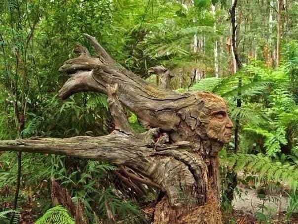 arboles_magicos's tweet photo. Menudo susto ir caminando por la floresta y que antes que tu haya pasado el escultor Bruno Torfs.
... con sus esculturas en pleno bosque damos hoy los buenos dias de un miercoles de Noviembre. https://t.co/ripU4IHIax