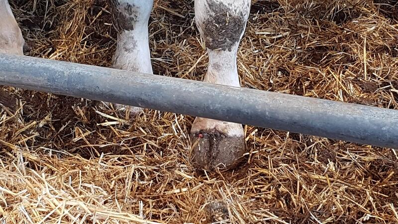 Dermatite digitale : quels facteurs de risques pour les bovins en engraissement ? dlvr.it/SBnqr8