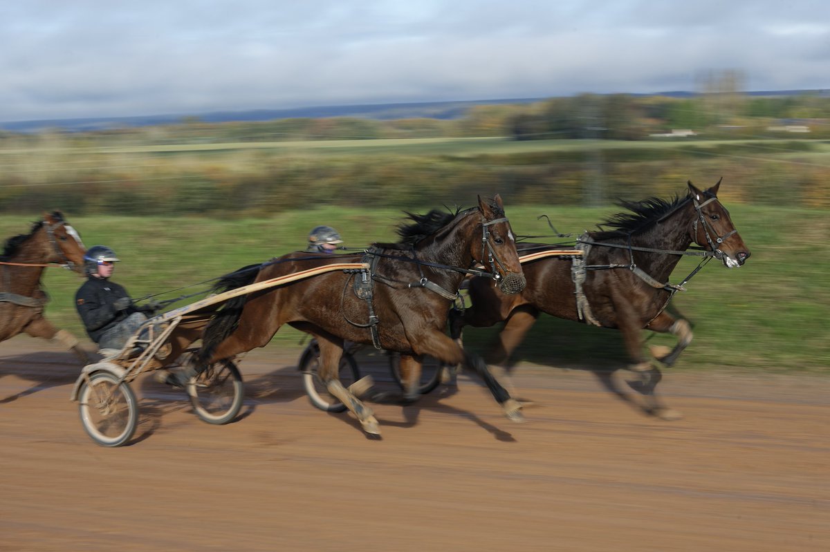 Trotteurs tweet media