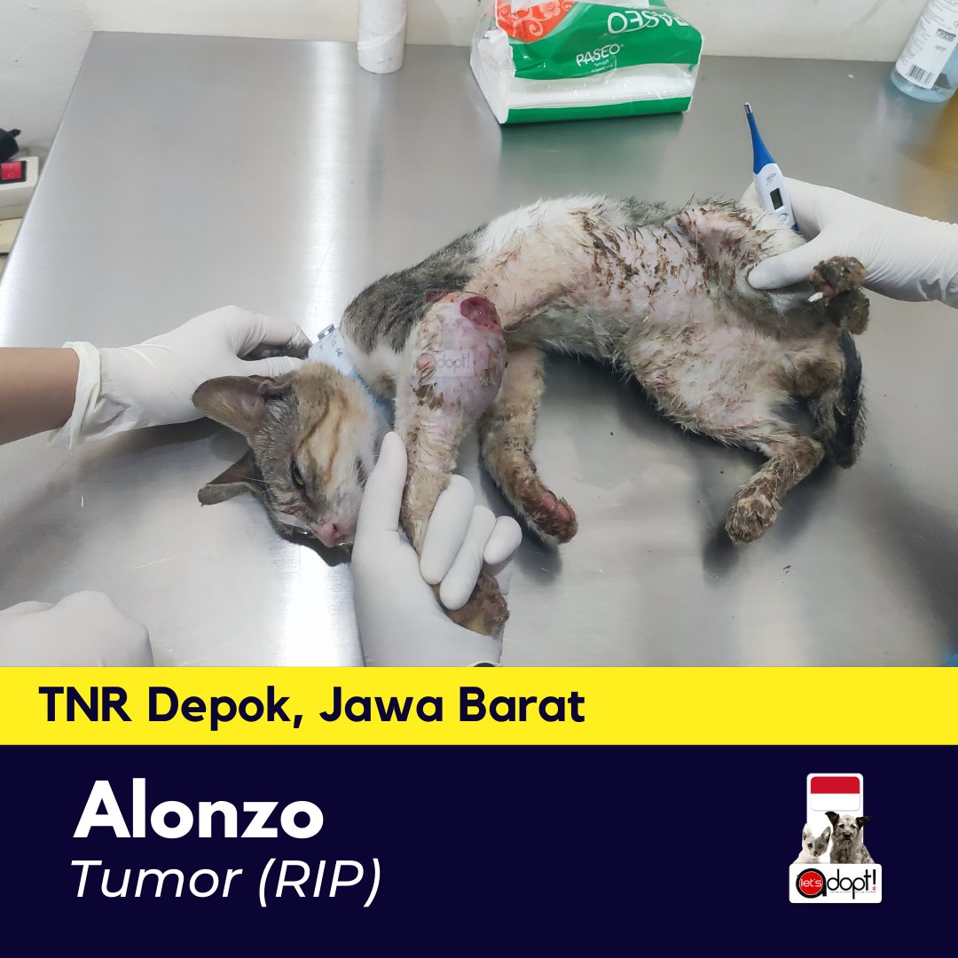 LetsAdoptInd's tweet photo. Let's Adopt Indonesia berhasil menuntaskan TNR gelombang II Depok, Jawa Barat berkat dukungan @NbrhoodCats , @leonvetsgroup , Rumah Steril , Sobat Satwa Depok dan @HappyCat_ID.

Postingan yang ini didedikasikan untuk Alonzo, salah satu kucing jantan dari TNR II Depok. https://t.co/rHmxMpqfYW