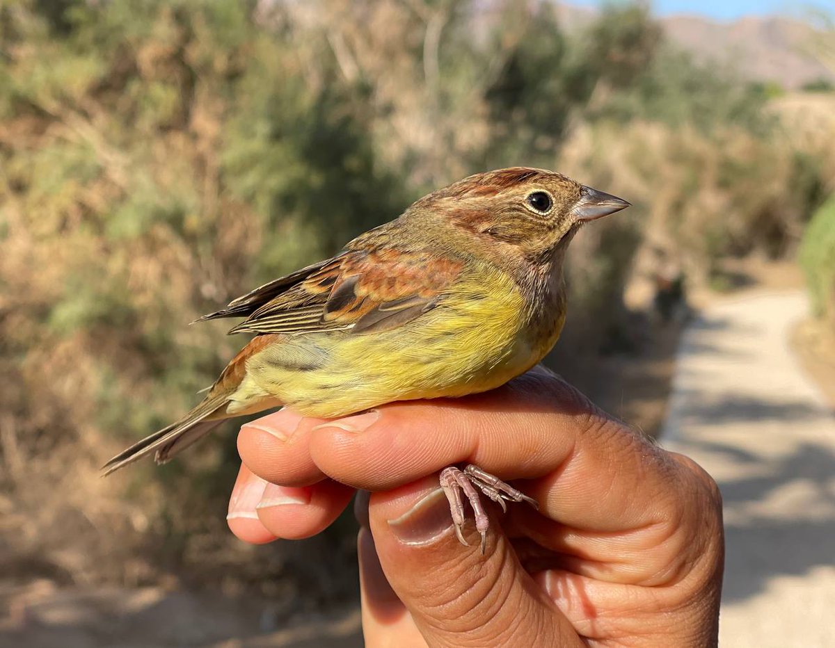 yoavperlman's tweet photo. MEGA MEGA: CHESTNUT BUNTING ringed at IBRCE Eilat by Noam Weiss!!!! First for Israel!!
Photo by @Itai_Shanni 
@BirdLifeIsrael @SPNI @TarsigerTeam @BirdGuides @RareBirdAlertUK @dutchbirding @westpalbirds https://t.co/bm3M0L8sgb