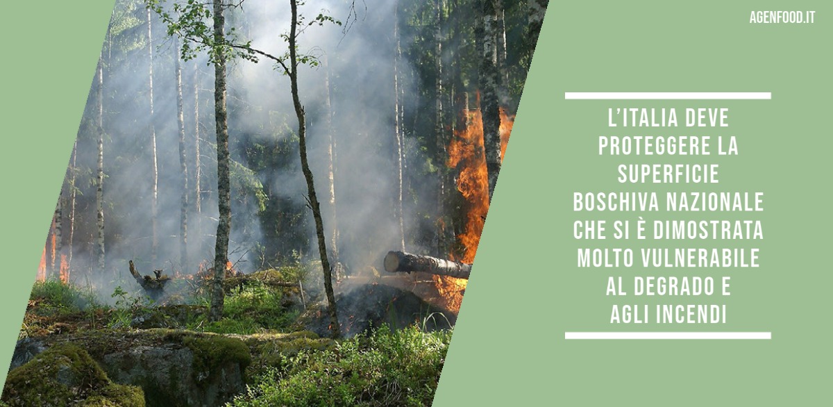 AgenziaFood's tweet photo. @coldiretti: milioni di alberi in Italia con bonus verde in manovra #manovra #cop26 #bonusverde #coldiretti https://t.co/i37E89OAxA