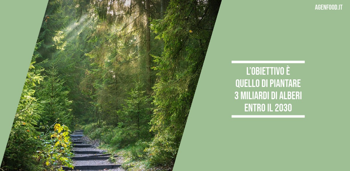 AgenziaFood's tweet photo. @coldiretti: milioni di alberi in Italia con bonus verde in manovra #manovra #cop26 #bonusverde #coldiretti https://t.co/i37E89OAxA