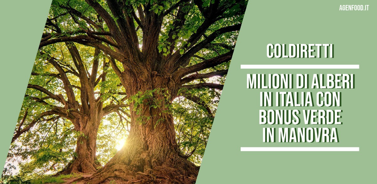 AgenziaFood's tweet photo. @coldiretti: milioni di alberi in Italia con bonus verde in manovra #manovra #cop26 #bonusverde #coldiretti https://t.co/i37E89OAxA
