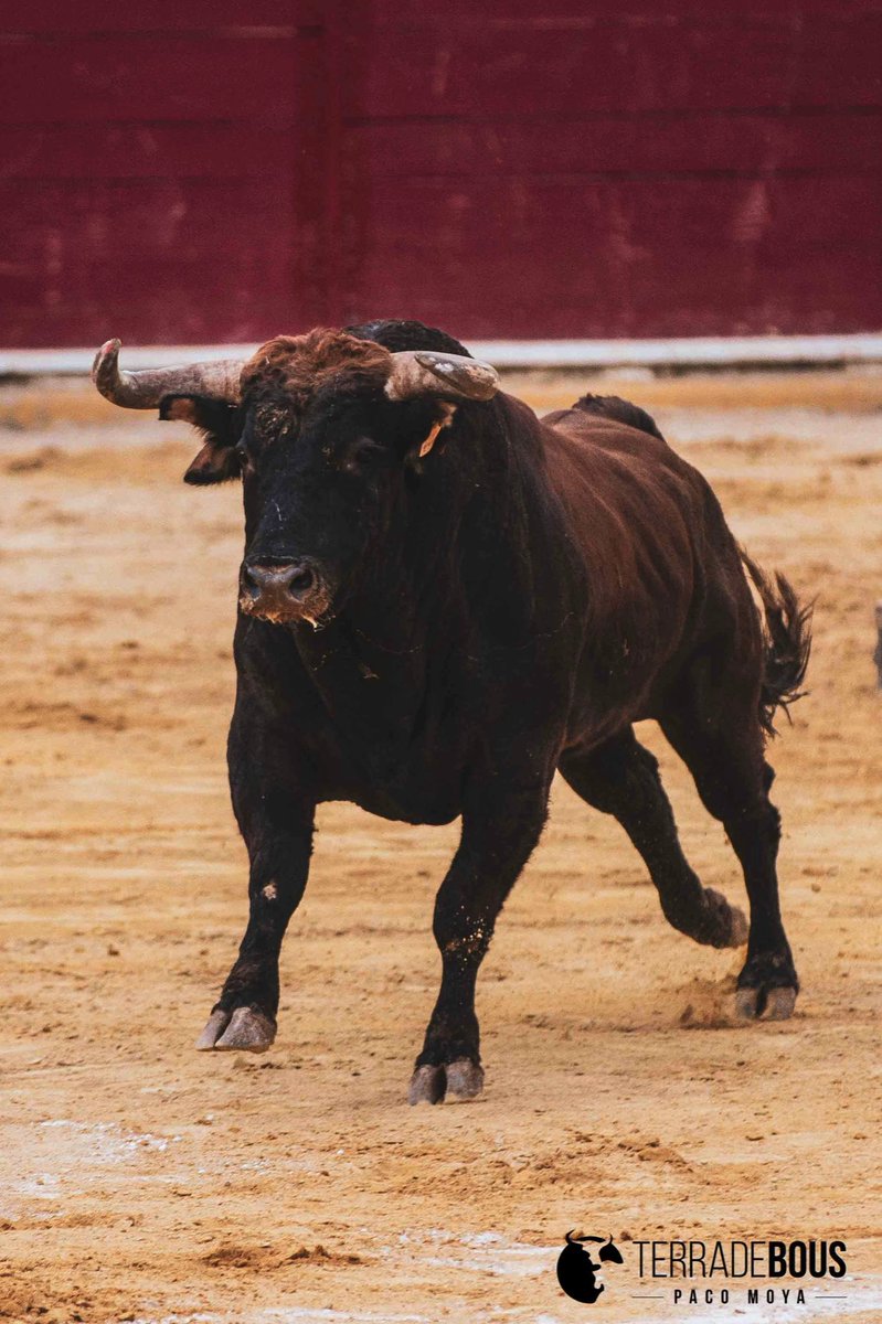 TerradeBous's tweet photo. Toro de nombre Pastelero 8️⃣2️⃣ de la ganadería valenciana de Fernando Machancoses 〽️🔴🟡. Link al post: https://t.co/vmgZM5tvpW #terradebous #bousalcarrer #machancoses https://t.co/ycMARr282h