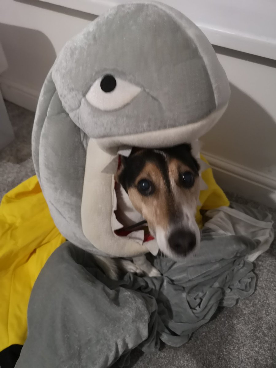 Snoopdougiedogs's tweet photo. What? #fancydress #shark https://t.co/HzpMgBwN9L