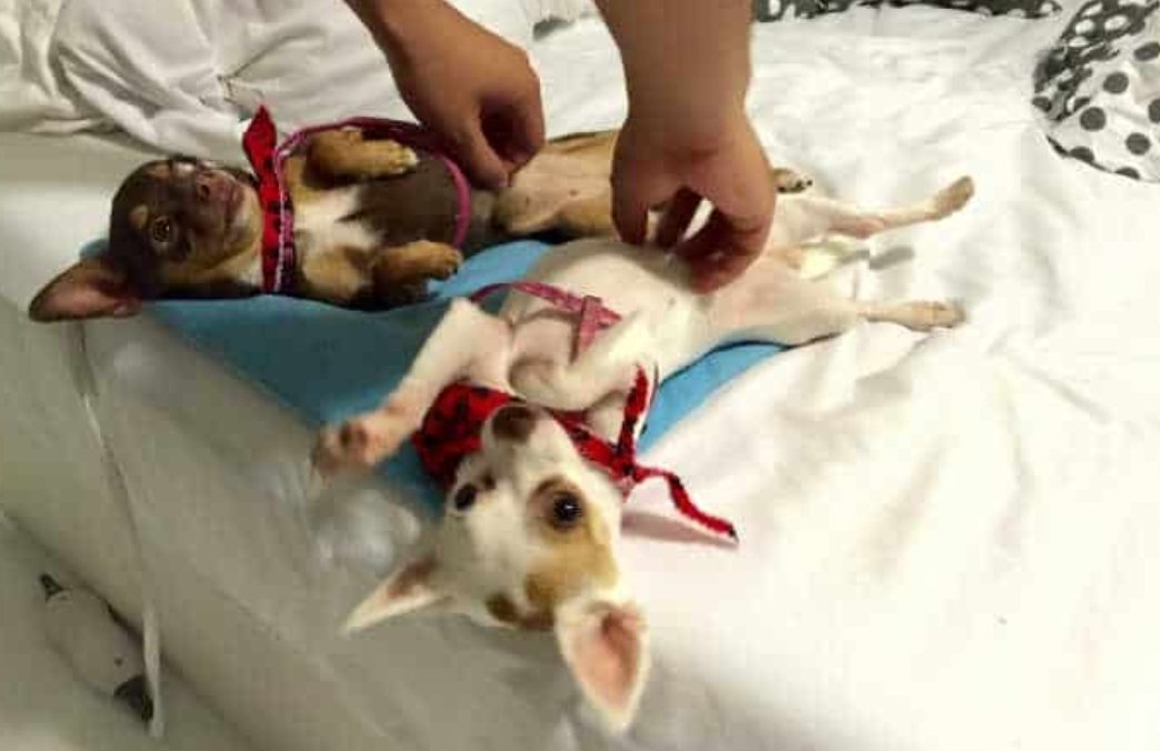 ivrea_official's tweet photo. Avete un #chihuahua con funzione "ora legale" o un chihuahua vecchia versione? Se lo vedete assonnato verso le 20.00 e il codice sul pancino finisce con un numero #dispari facile abbiate una vecchia versione. https://t.co/q7urTAAII8