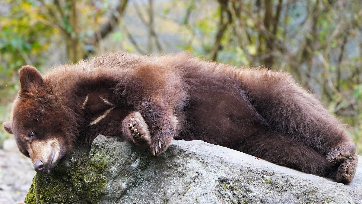 aikou0027s optimal today