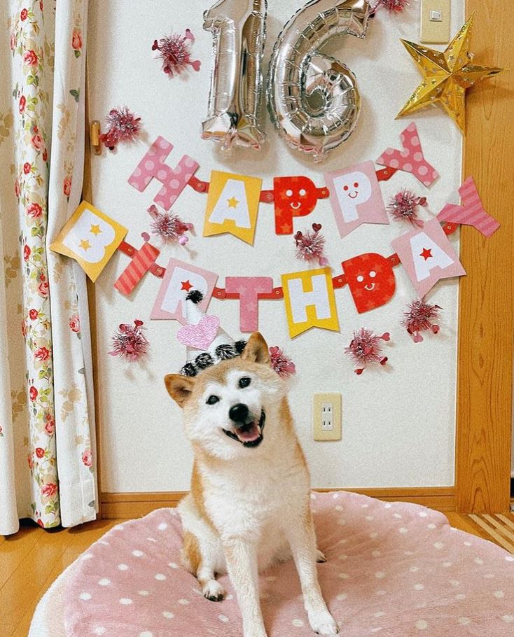 Kabosu has her own Instagram account, where her owner posted the birthday celebration pic. The photo has over 50k likes

Read more- breezyscroll.com/animals/the-sh…