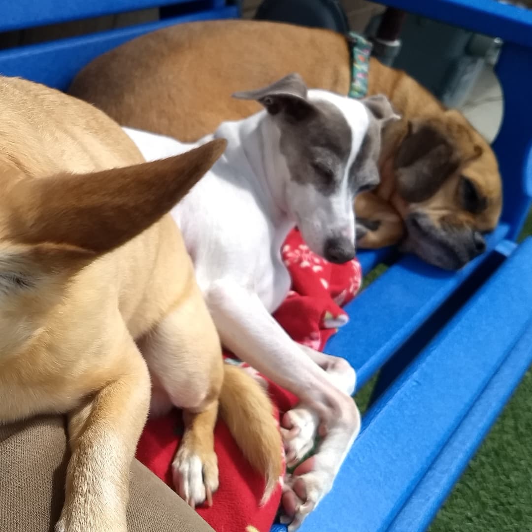 LilyComeHome1's tweet photo. Still missing. 
Lily never minds a cuddle puddle, as long as some part of her is touching me.🟣#MISSING/#STOLEN 7/31/20🟣#HuntsvilleAL/#MadisonAL💲2,500 REWARD ‼️NO QUESTIONS ASKED‼️ALL TIPS ARE CONFIDENTIAL‼️Call, Text, Email Anytime‼️#BringLilyHome  #ComeHomeLily #PleaseShare https://t.co/yvJGVwhRaK