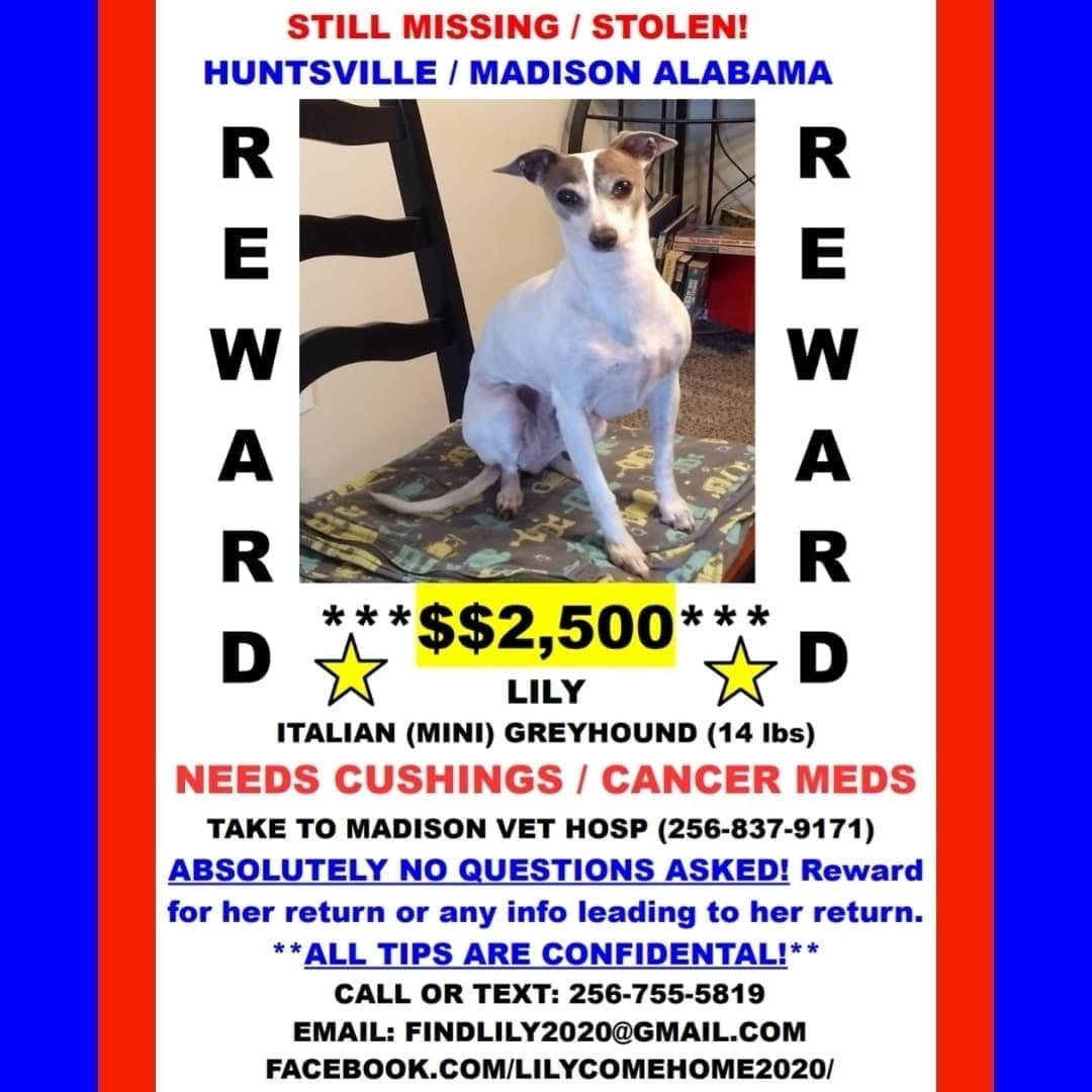 LilyComeHome1's tweet photo. Still missing. 
Lily never minds a cuddle puddle, as long as some part of her is touching me.🟣#MISSING/#STOLEN 7/31/20🟣#HuntsvilleAL/#MadisonAL💲2,500 REWARD ‼️NO QUESTIONS ASKED‼️ALL TIPS ARE CONFIDENTIAL‼️Call, Text, Email Anytime‼️#BringLilyHome  #ComeHomeLily #PleaseShare https://t.co/yvJGVwhRaK