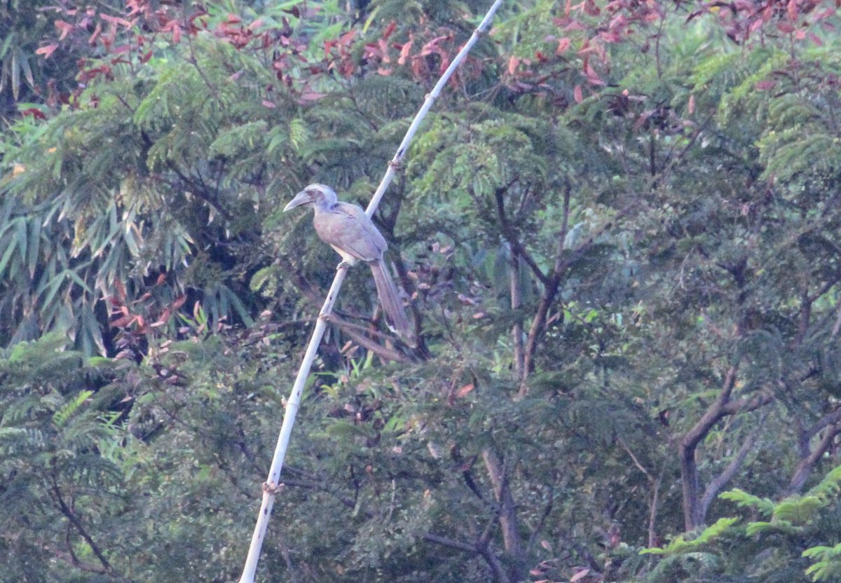 KanaiKumarRoy6's tweet photo. New bird at our vicinity. #IndiAves. https://t.co/u7G3DMnQ0V