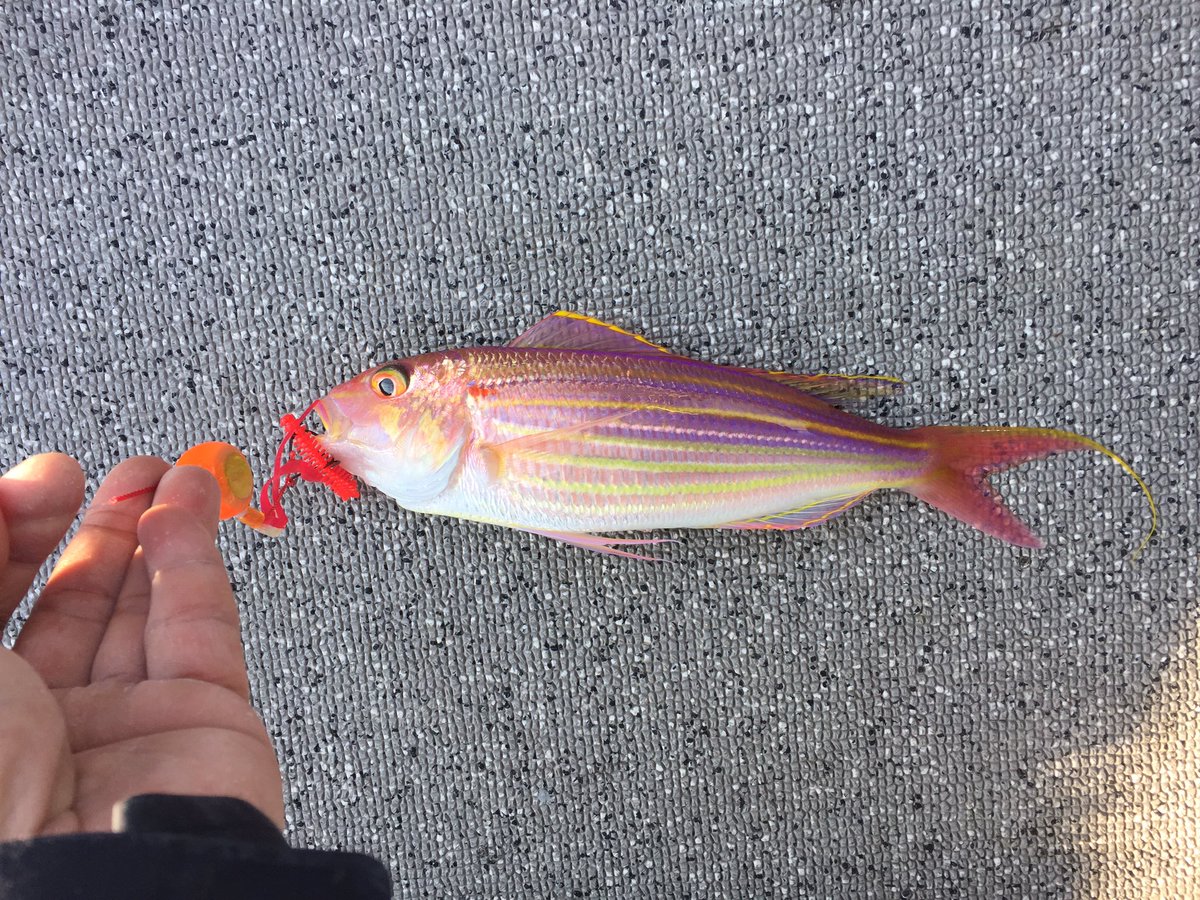 2fishCh's tweet photo. タイラバでイトヨリとネリゴ😋
真鯛はどこにいるんだ？ https://t.co/prplq0z0K1