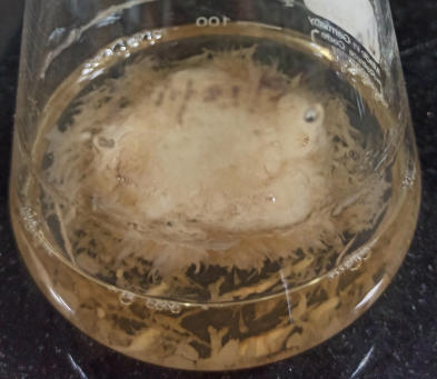 Bibhu Prasad Panda, PhD (@drbppanda) on Twitter photo #fungi Nigrospora sp. isolated as #endophyte producing indole #alkaloids. We will report it very soon in an Applied #Microbiology Journal.
<a href="/RoyalSocBio/">Royal Society of Biology</a> @SfAMtweets <a href="/biorxiv_micrbio/">bioRxiv Microbiology</a> <a href="/NatureMicrobiol/">Nature Microbiology</a> <a href="/SpringerMicBio/">SpringerMicrobiology</a> #fungi Nigrospora sp. isolated as #endophyte producing indole #alkaloids. We will report it very soon in an Applied #Microbiology Journal.
<a href="/RoyalSocBio/">Royal Society of Biology</a> @SfAMtweets <a href="/biorxiv_micrbio/">bioRxiv Microbiology</a> <a href="/NatureMicrobiol/">Nature Microbiology</a> <a href="/SpringerMicBio/">SpringerMicrobiology</a>