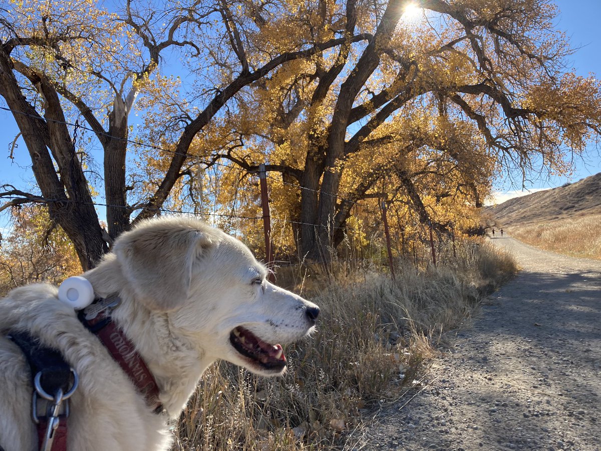 BrodyGraduate's tweet photo. From Green Mountain to Chautauqua to Boulder Valley Ranch, my #freshair monitor and I traveled in style this week. Now it’s headed to @YaleSPH for review - can’t wait to see the results! https://t.co/f6oylwginN