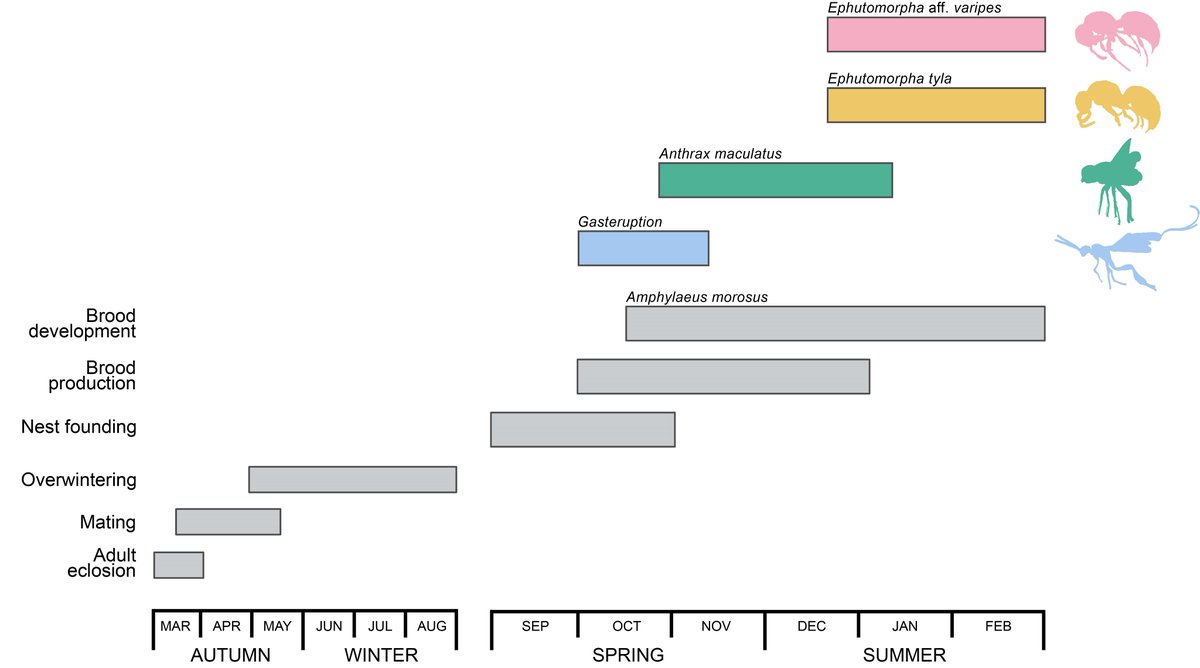 LRHearn's tweet photo. We found that there was temporal variation in when each parasite attacked A. morosus nests in the Dandenong Ranges, which may be driven by host resource utilization and have important implications for social nesting. Watch this space! https://t.co/etnadd6auO