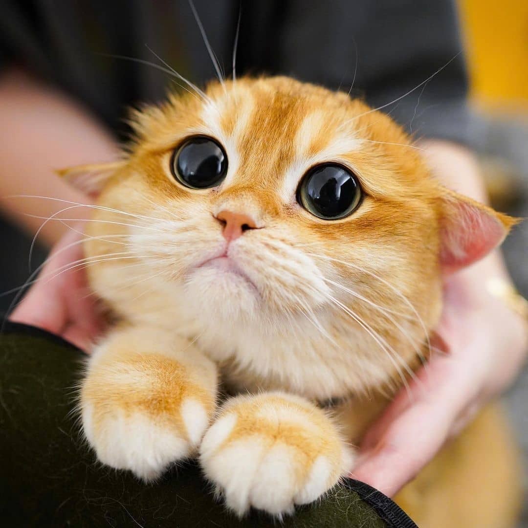 cataddictsonly's tweet photo. The cutest cat alive?! I think so. - #Cats #CatAddicts https://t.co/nJ918Dz4gm