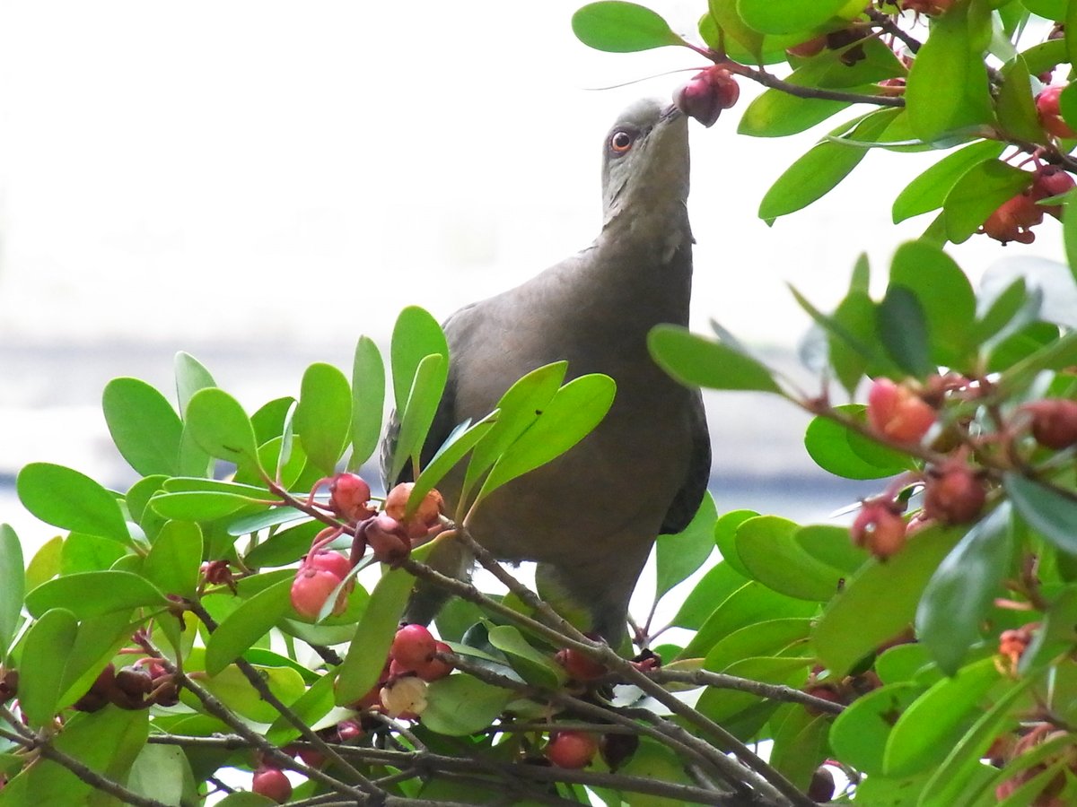 モッコク Twitter Search Twitter