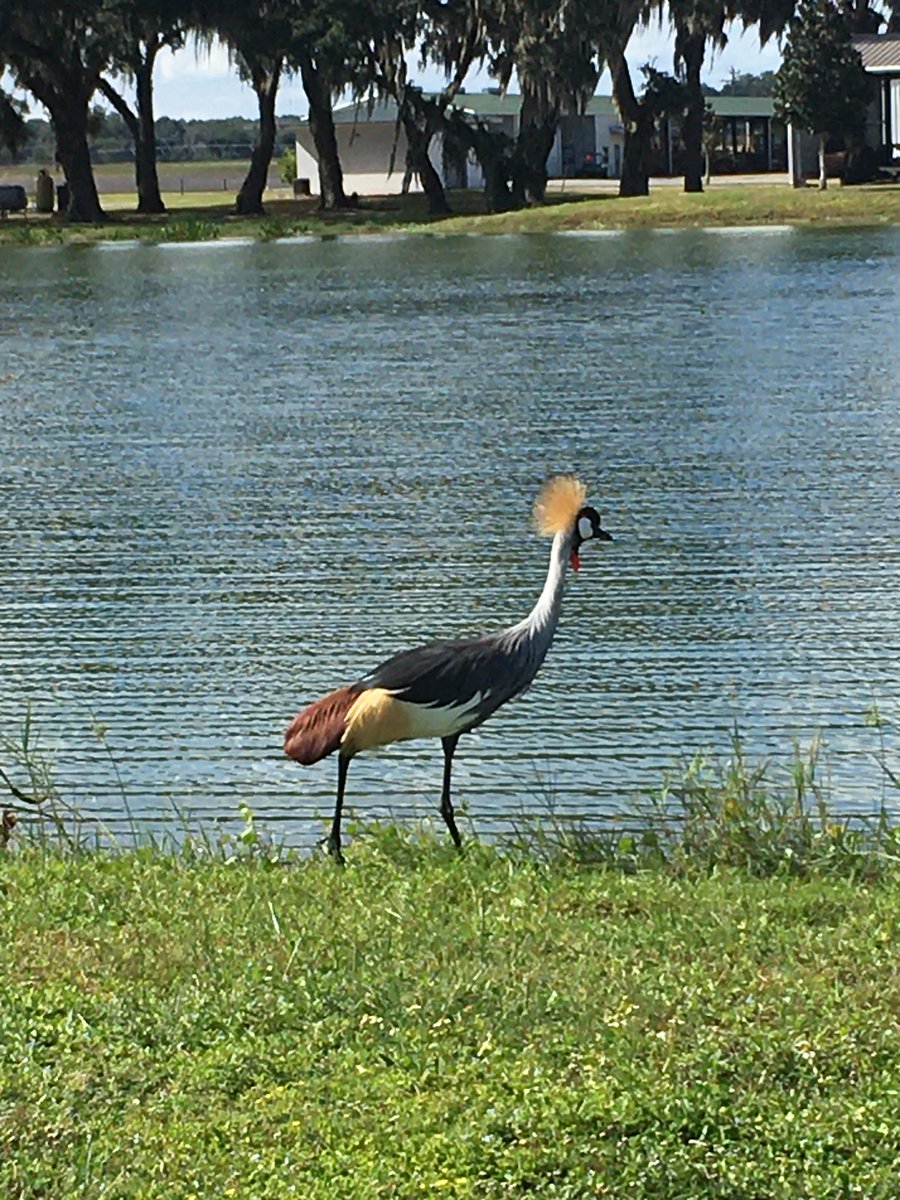 eepappo's tweet photo. Spotted an endangered Grey Crowned Crane at @UF_IFAS PSREU today. Native range is in eastern Africa, not central FL. Beautiful. Surprising. Any ideas? #GreyCrownedCrane #Birds  #BirdId https://t.co/bxKCRueSXE