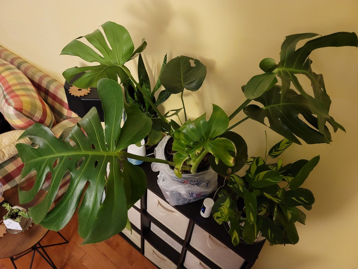 discomoss's tweet photo. hi i just got a new slightly sad but mature monstera from the grocery store for a ridiculously low price and i want to document how it goes 😌🌱 https://t.co/brk3PYH7s8