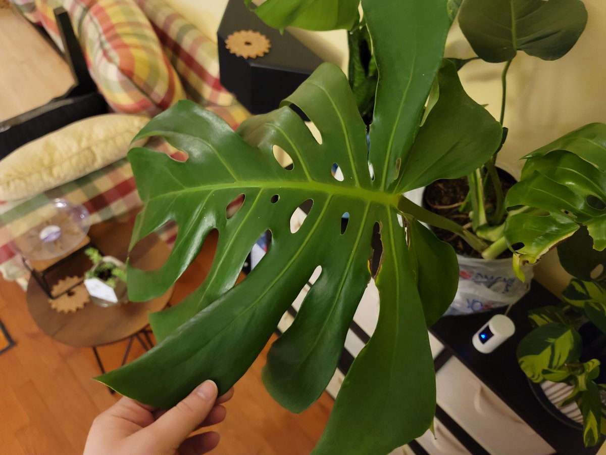 discomoss's tweet photo. hi i just got a new slightly sad but mature monstera from the grocery store for a ridiculously low price and i want to document how it goes 😌🌱 https://t.co/brk3PYH7s8