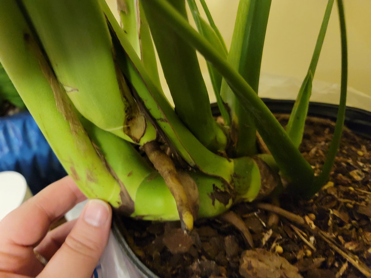 discomoss's tweet photo. hi i just got a new slightly sad but mature monstera from the grocery store for a ridiculously low price and i want to document how it goes 😌🌱 https://t.co/brk3PYH7s8