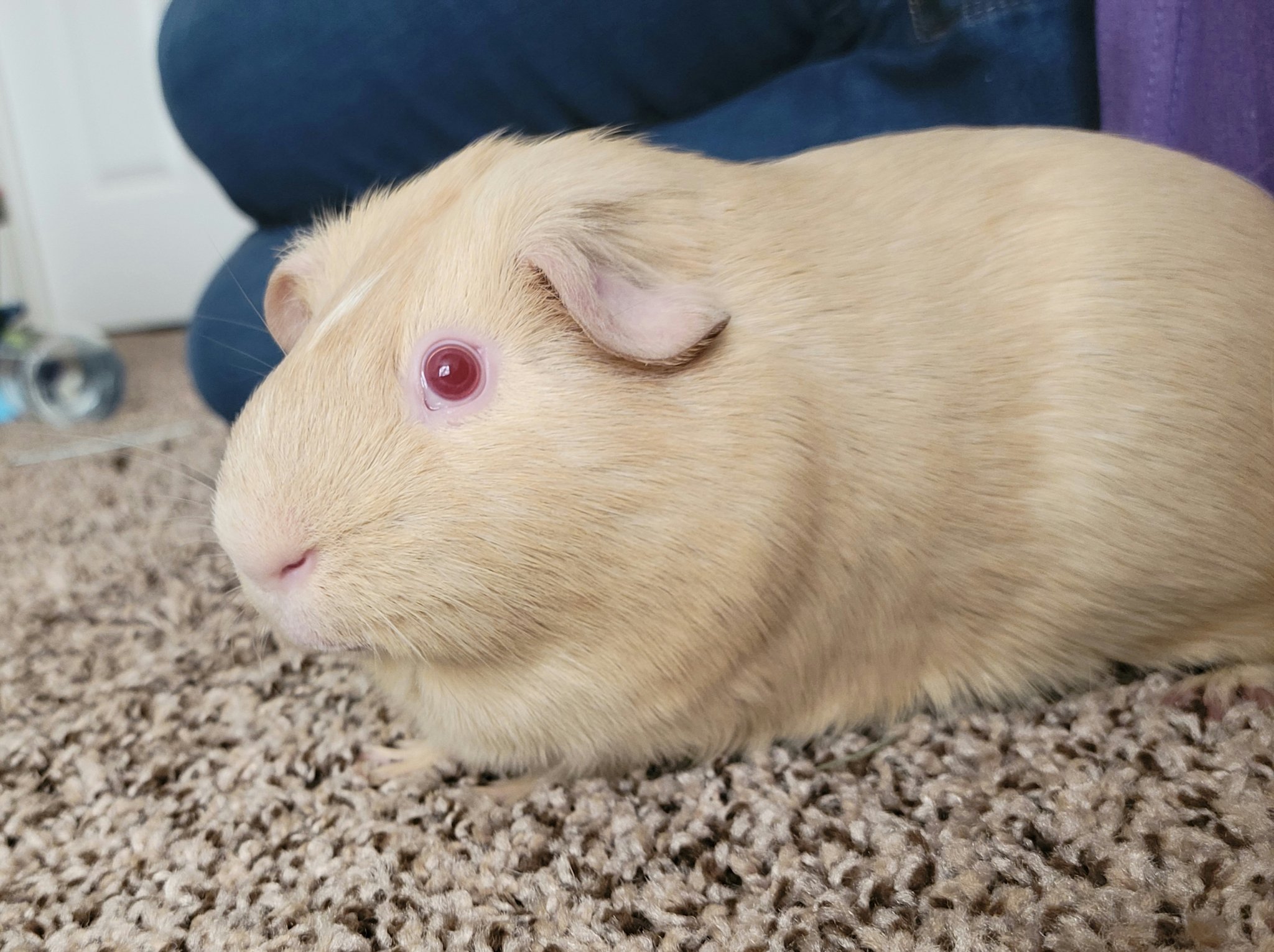 Guinea pig clearance ear