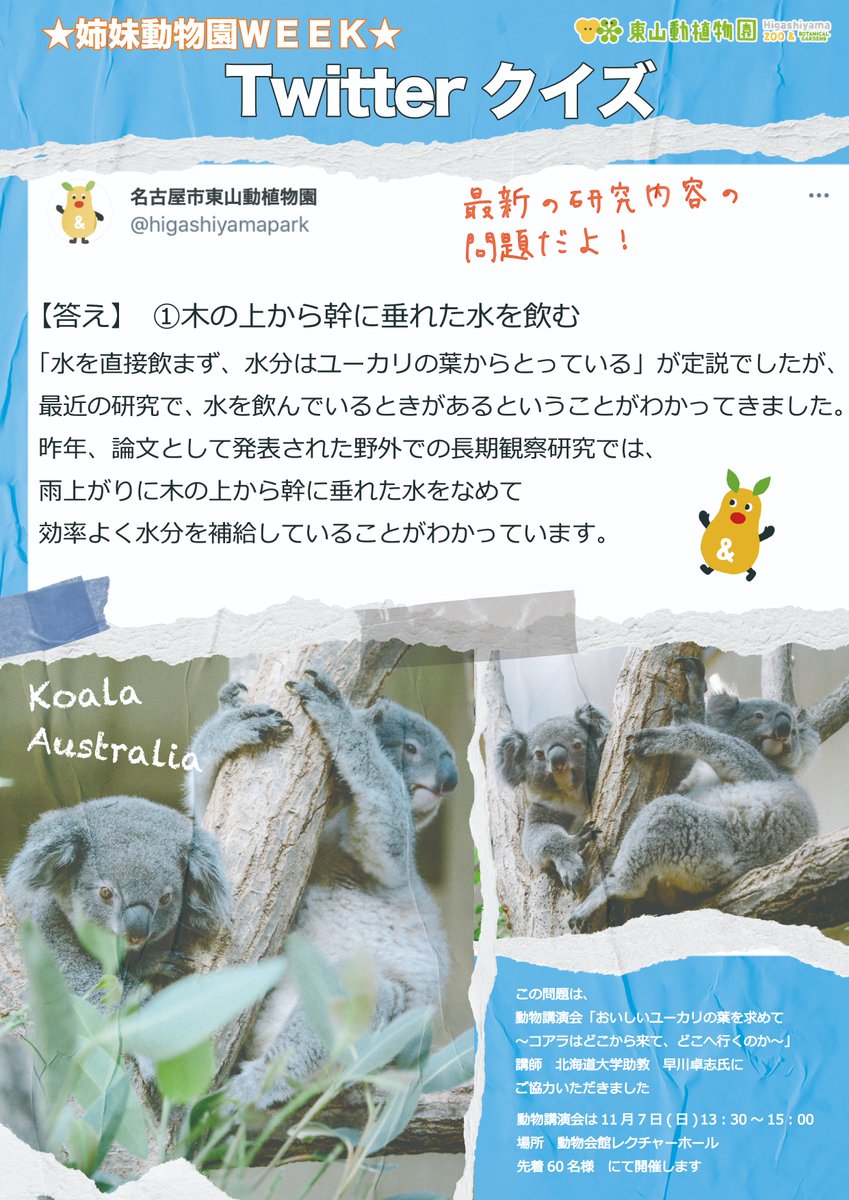 ☆姉妹動物園WEEK☆Twitterクイズ】 💦🐨コアラって水を飲む？飲まない