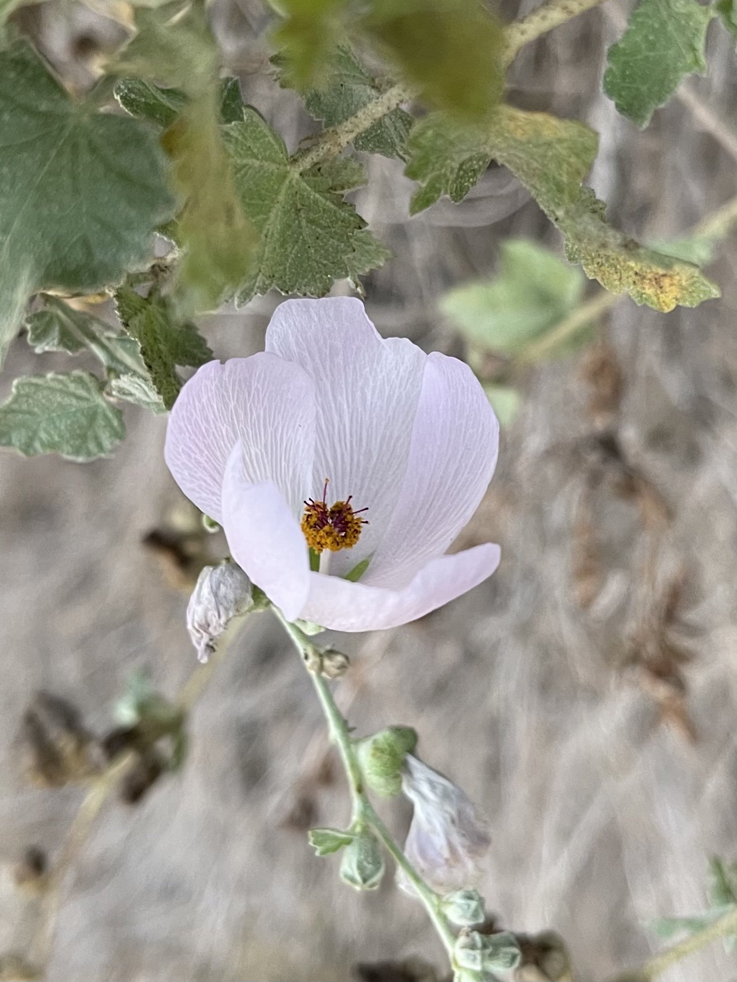 Twitter 上的方舟子 今天所见野花 查帕拉尔灌木锦葵 Chaparral Bush Mallow 虎克月见草 Hooker S Evening Primrose 郊狼灌木 Coyote Bush 佛雷蒙特杨树 Fremont S Cottonwood T Co Xlpyxjw3ue Twitter