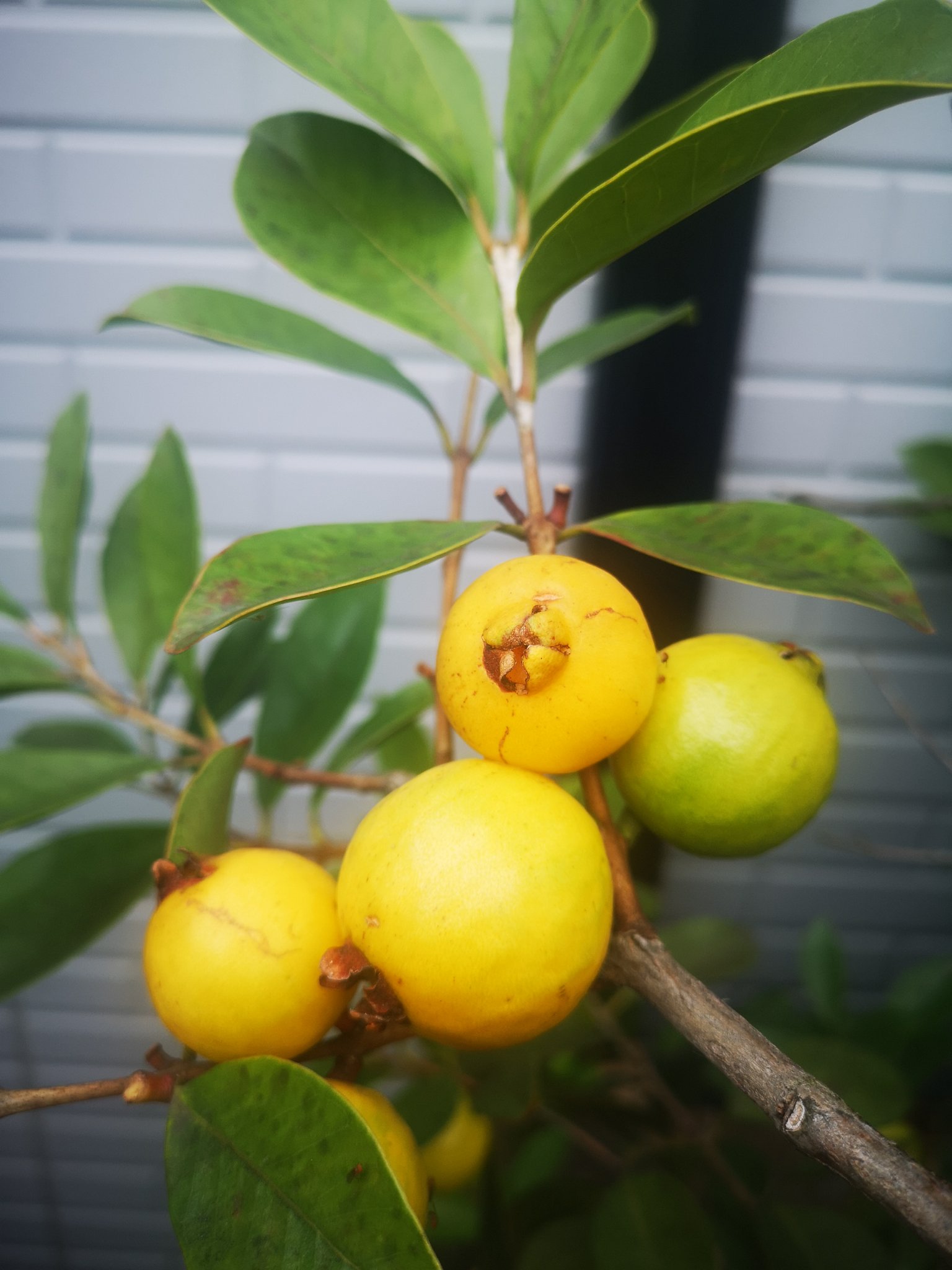 キバンジロウ Twitter Search Twitter