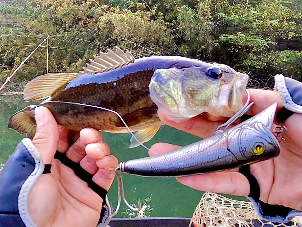 fishandbros's tweet photo. 幻のマグナムヘッドプラグをキバリまくって入手。噂通りオリジナルサイズより浮力が高く非常に優秀なトッププラグ。いきなり入魂&ファッツオーでナイスフィッシュいただき!楽しいバスフィッシングに敬意を抱く、ハッピー文化の日❤️ #fenwick #abu25c #heddon #thinfin https://t.co/Mx0TptjMxq