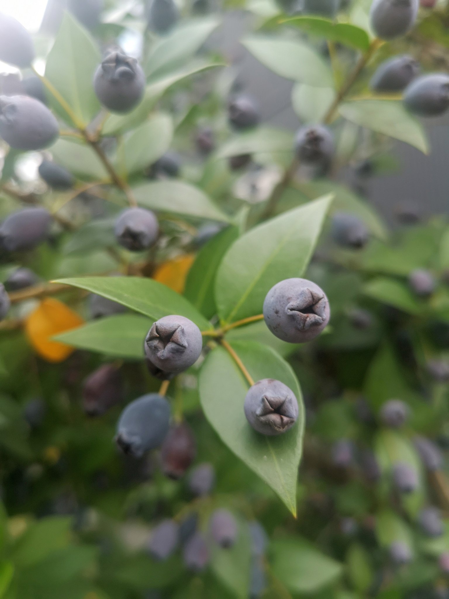 キバンジロウ Twitter Search Twitter