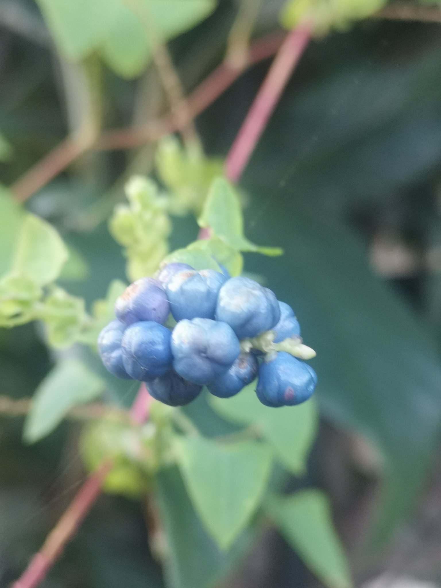 キバンジロウ Twitter Search Twitter