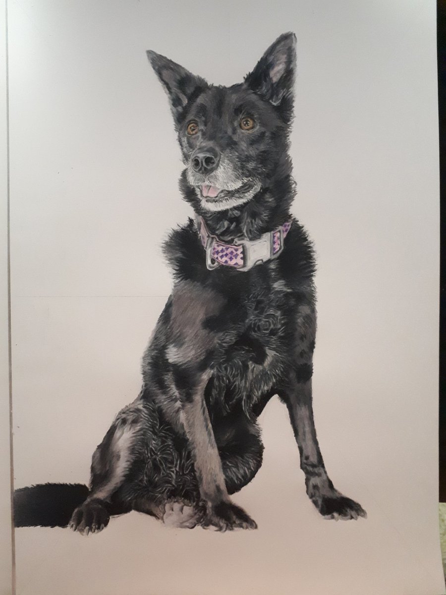 Ozzy Dingo tweet media