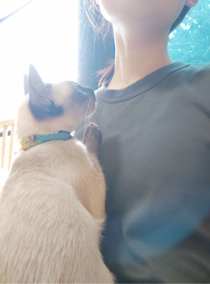 withhomnuan's tweet photo. 🐟/๑๐/๖๔
[ iAM post : #pingcgm48 ]✨

🐈‍⬛🐾🐾

#HomnuanCGM48 #หอมนวลนุ่มนวลใจ #CatidolbyCGM48 #CGM48
#iAM48OfficialApplication https://t.co/FTDe3hYcg6